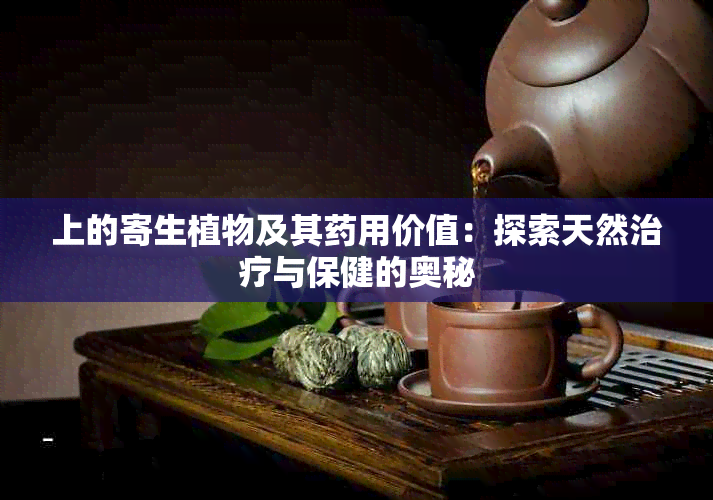 上的寄生植物及其用价值：探索天然治疗与保健的奥秘