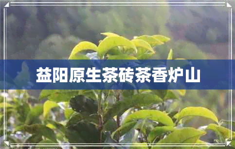 益阳原生茶砖茶香炉山