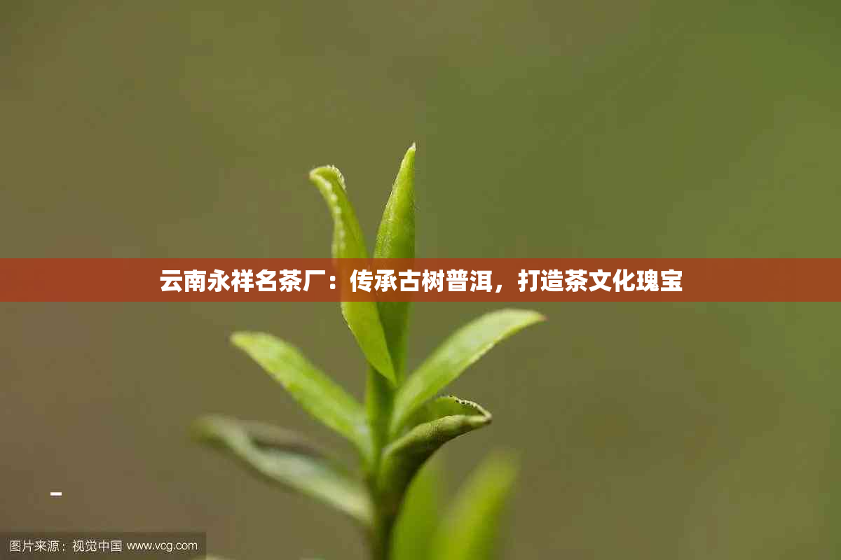 云南永祥名茶厂：传承古树普洱，打造茶文化瑰宝