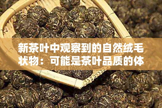 新茶叶中观察到的自然绒毛状物：可能是茶叶品质的体现吗？