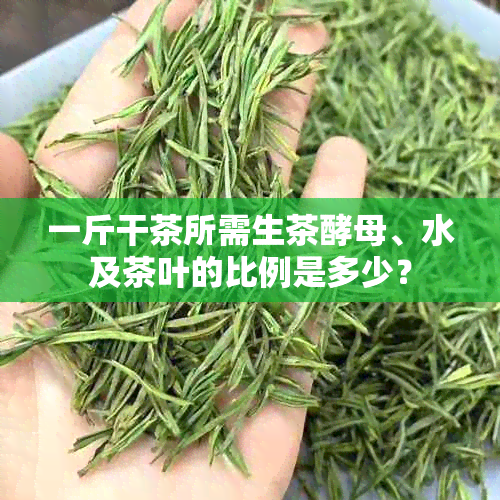 一斤干茶所需生茶酵母、水及茶叶的比例是多少？