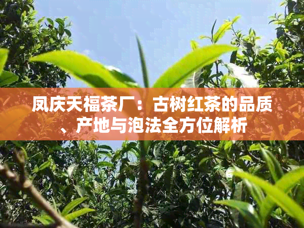 凤庆天福茶厂：古树红茶的品质、产地与泡法全方位解析