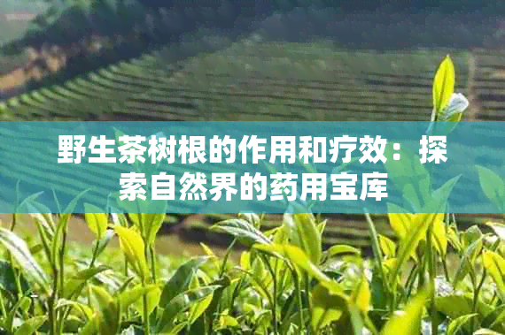 野生茶树根的作用和疗效：探索自然界的用宝库