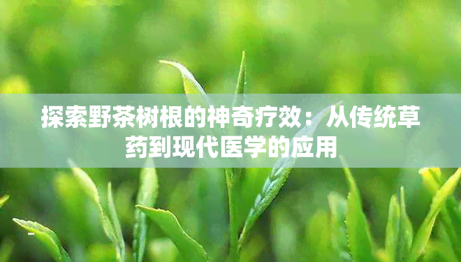 探索野茶树根的神奇疗效：从传统草到现代医学的应用