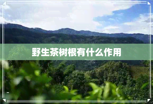 野生茶树根有什么作用