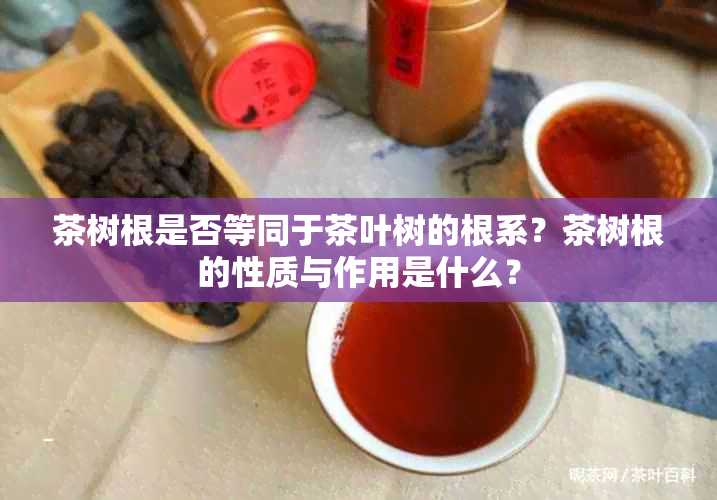 茶树根是否等同于茶叶树的根系？茶树根的性质与作用是什么？