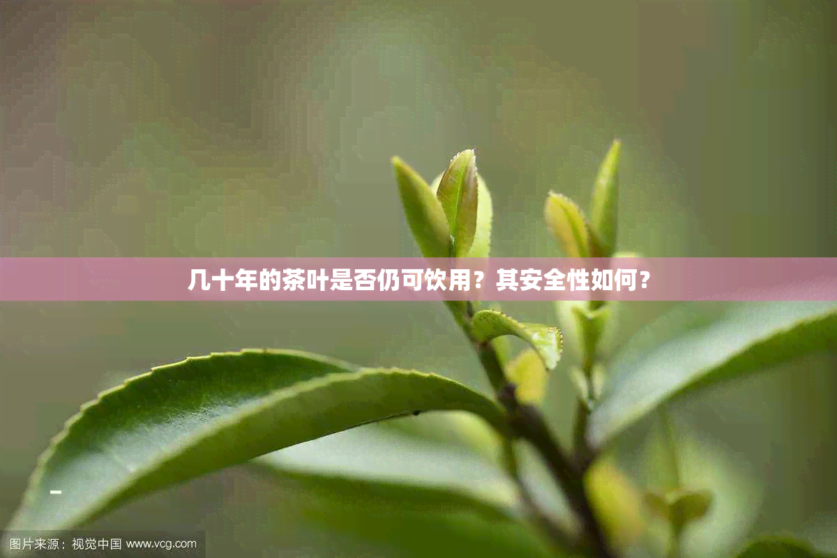 几十年的茶叶是否仍可饮用？其安全性如何？