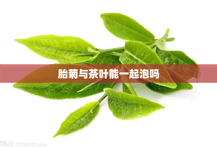 胎菊与茶叶能一起泡吗