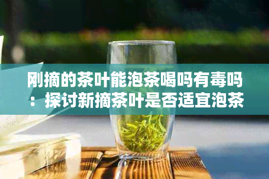 刚摘的茶叶能泡茶喝吗有吗：探讨新摘茶叶是否适宜泡茶及潜在风险