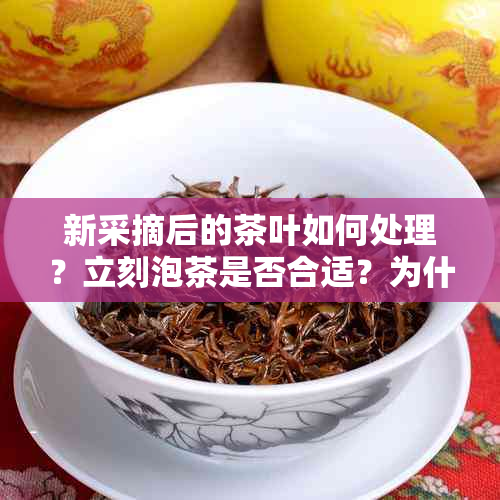 新采摘后的茶叶如何处理？立刻泡茶是否合适？为什么不能立即饮用？