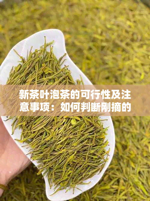 新茶叶泡茶的可行性及注意事项：如何判断刚摘的茶叶是否适合泡茶？