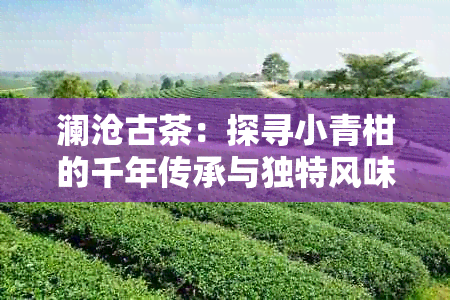 澜沧古茶：探寻小青柑的千年传承与独特风味