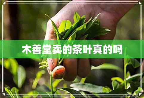 木善堂卖的茶叶真的吗