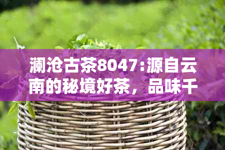 澜沧古茶8047:源自云南的秘境好茶，品味千年传承与文化精髓