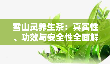 雪山灵养生茶：真实性、功效与安全性全面解析，告别迷信，科学饮用！