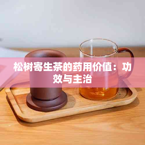 松树寄生茶的用价值：功效与主治