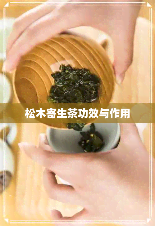 松木寄生茶功效与作用