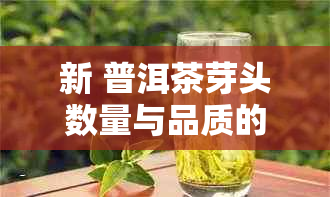 新 普洱茶芽头数量与品质的关系探究：多出的好还是少出的好？