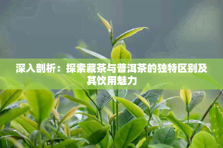 深入剖析：探索藏茶与普洱茶的独特区别及其饮用魅力