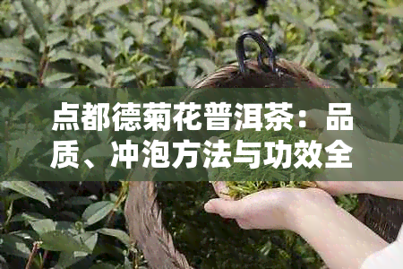 点都德菊花普洱茶：品质、冲泡方法与功效全面解析，助您品茗养生