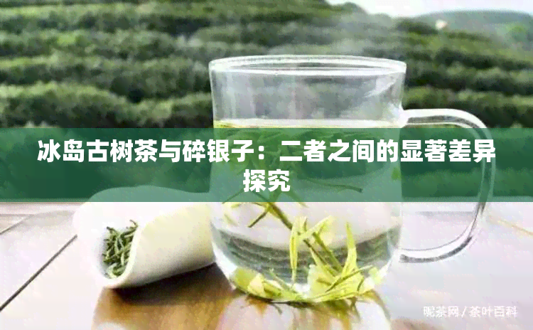 冰岛古树茶与碎银子：二者之间的显著差异探究