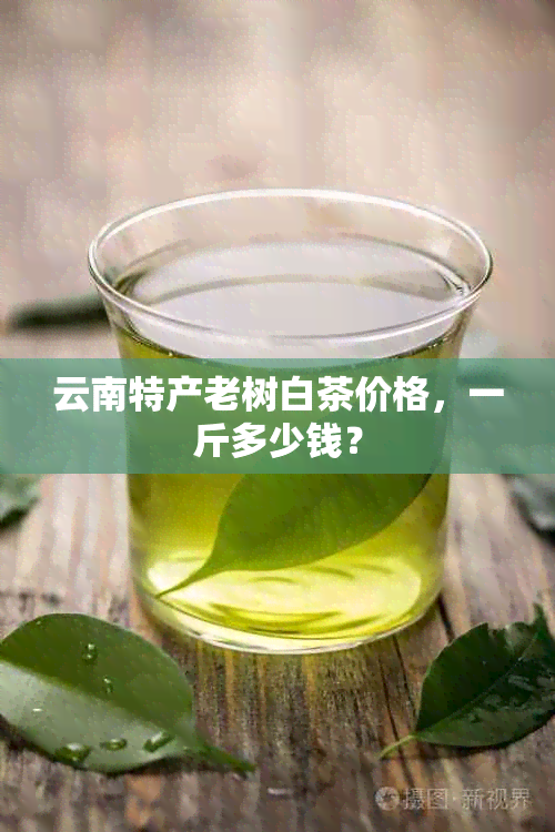 云南特产老树白茶价格，一斤多少钱？