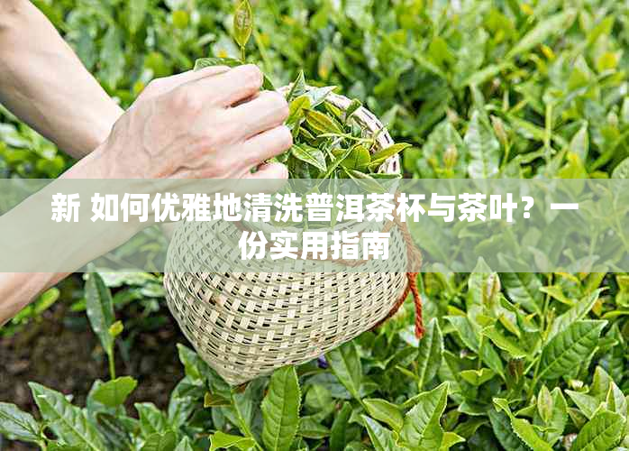 新 如何优雅地清洗普洱茶杯与茶叶？一份实用指南