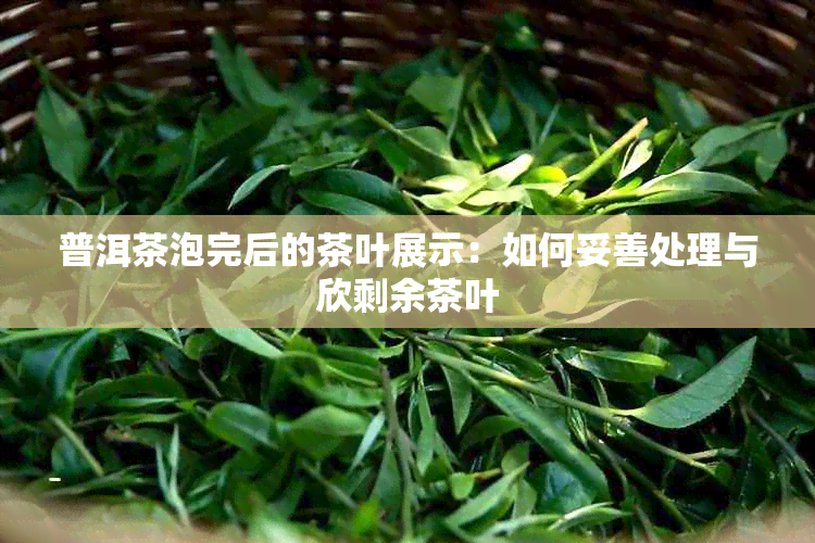 普洱茶泡完后的茶叶展示：如何妥善处理与欣剩余茶叶