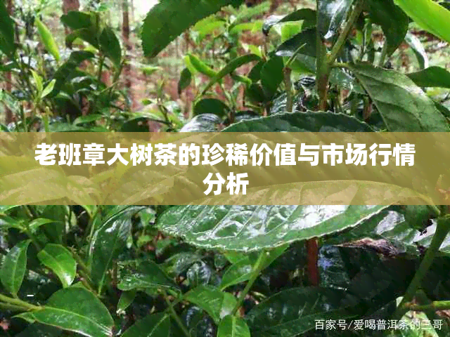 老班章大树茶的珍稀价值与市场行情分析