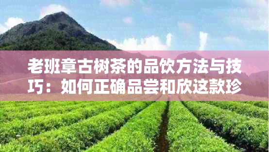 老班章古树茶的品饮方法与技巧：如何正确品尝和欣这款珍贵茶叶？