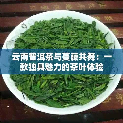 云南普洱茶与蔓藤共舞：一款独具魅力的茶叶体验