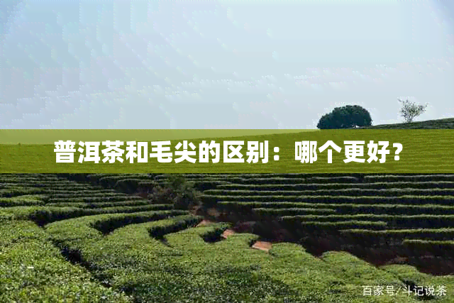 普洱茶和毛尖的区别：哪个更好？