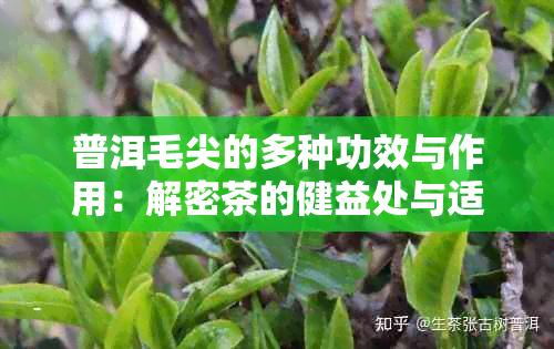 普洱毛尖的多种功效与作用：解密茶的健益处与适用人群