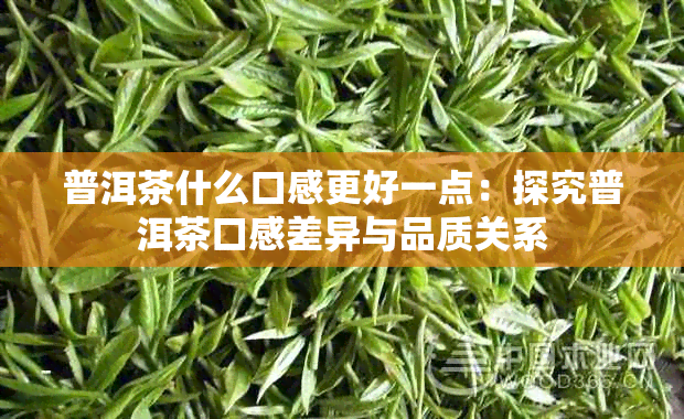 普洱茶什么口感更好一点：探究普洱茶口感差异与品质关系