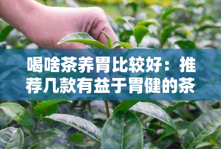 喝啥茶养胃比较好：推荐几款有益于胃健的茶叶