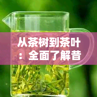 从茶树到茶叶：全面了解昔归木生茶的制作过程与品质特点