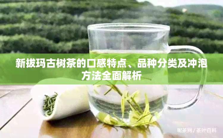 新拔玛古树茶的口感特点、品种分类及冲泡方法全面解析