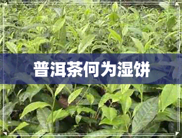 普洱茶何为湿饼