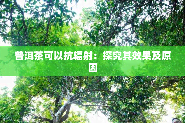 普洱茶可以抗辐射：探究其效果及原因