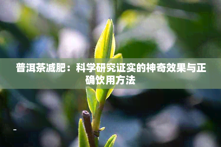 普洱茶减肥：科学研究证实的神奇效果与正确饮用方法