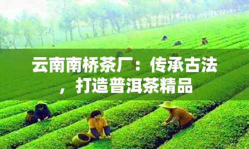 云南南桥茶厂：传承古法，打造普洱茶精品