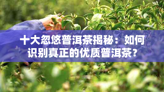 十大忽悠普洱茶揭秘：如何识别真正的优质普洱茶？