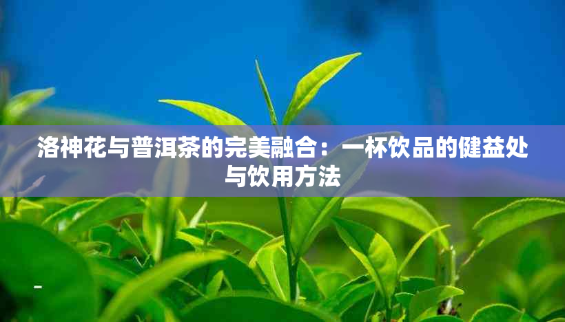 洛神花与普洱茶的完美融合：一杯饮品的健益处与饮用方法