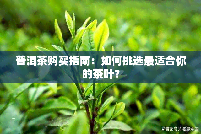 普洱茶购买指南：如何挑选最适合你的茶叶？