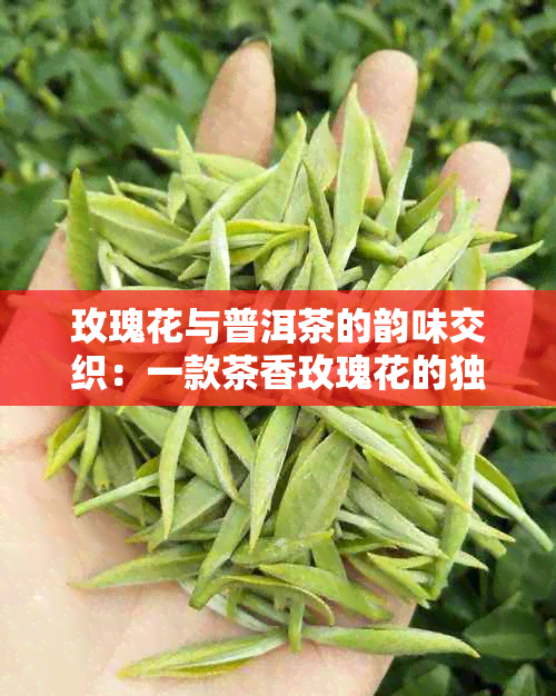 玫瑰花与普洱茶的韵味交织：一款茶香玫瑰花的独特之旅