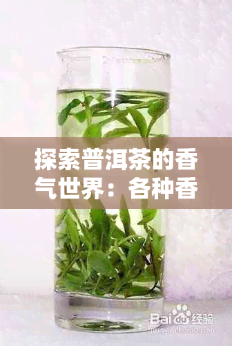 探索普洱茶的香气世界：各种香型茶叶详解