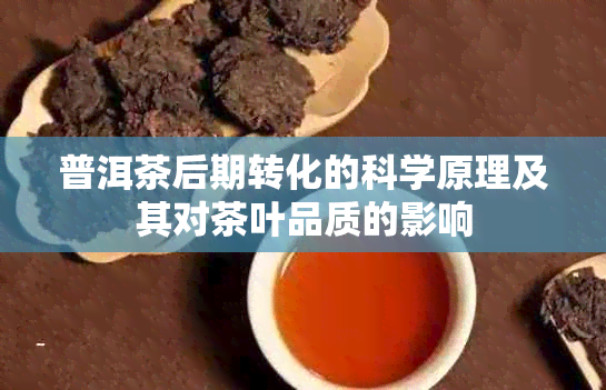 普洱茶后期转化的科学原理及其对茶叶品质的影响