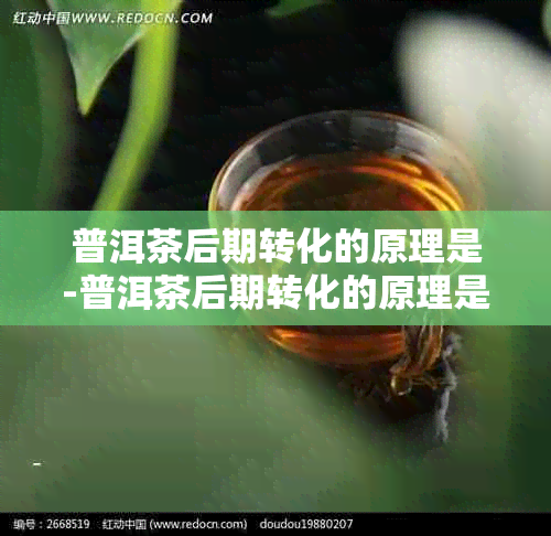 普洱茶后期转化的原理是-普洱茶后期转化的原理是什么