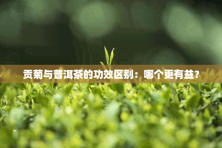 贡菊与普洱茶的功效区别：哪个更有益？