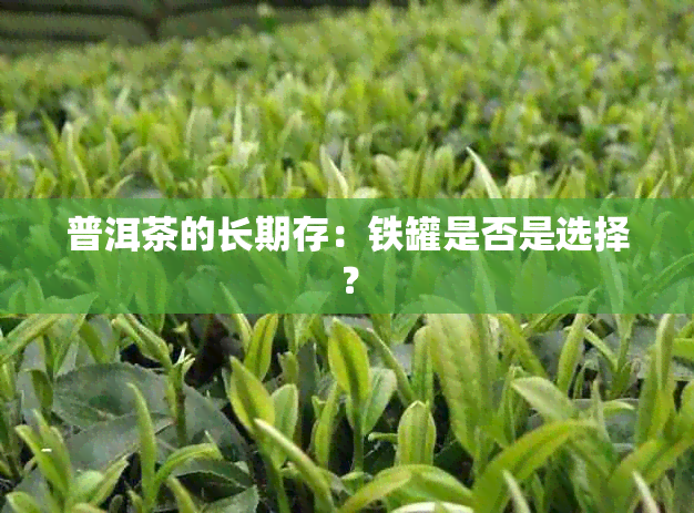 普洱茶的长期存：铁罐是否是选择？